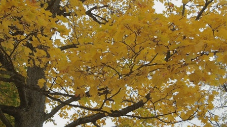 Yellow autumn leaves on a tree.