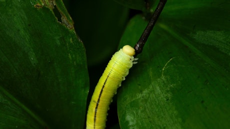 Yellow caterpillar walking on a leaf