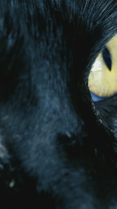 Yellow eyed black cat, close up.