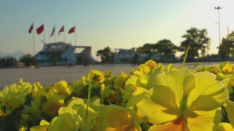 海港边公园里的黄色花朵