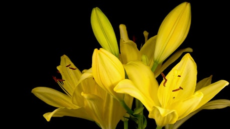 Yellow flowers moving their petals on a dark background.
