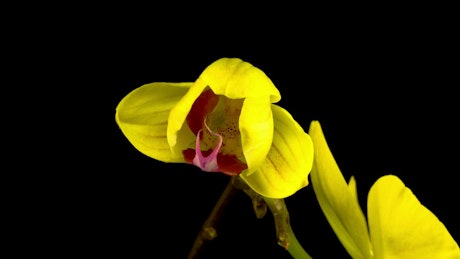 Yellow orchid blossoms.