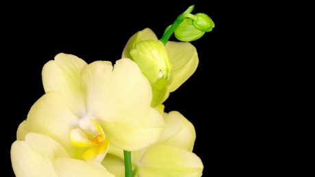 Yellow orchid opens on black background.