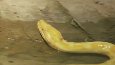 Yellow python snake in the zoo