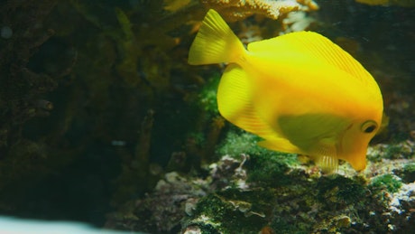 Yellow Tang fish swimming among corals.