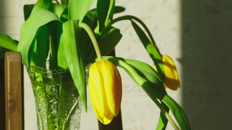 Yellow tulip flowers raising.
