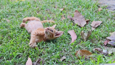 Young cats play in the garden.