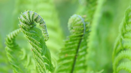Young fern leaves.