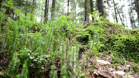 Young ferns growing in the forest.