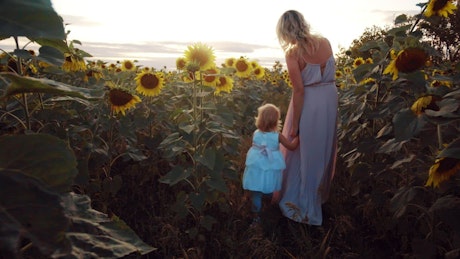 Young mother and her small child walking through a field of sunflowers.