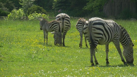 Zebras grazing in a green meadow.