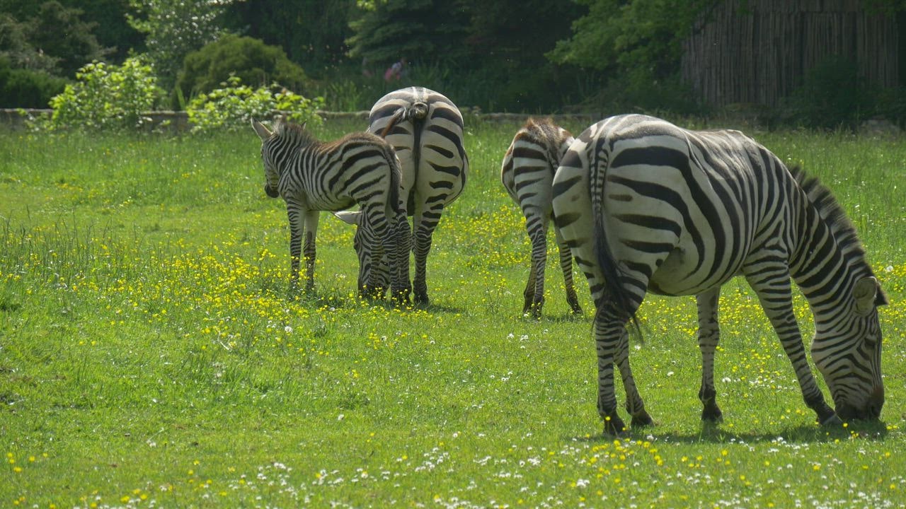 Zebras grazing in a LIVE DRAW  green meadow