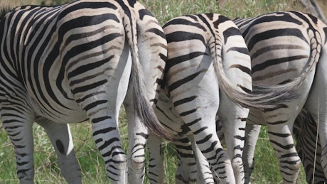 Zebras grazing in the savannah.