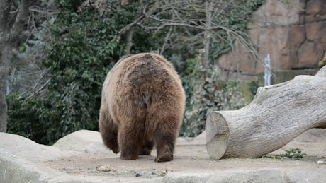 Zoo bears